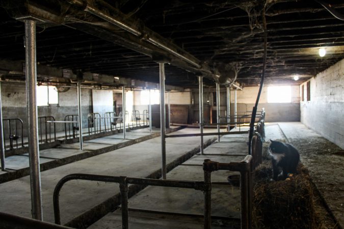 For nearly a century, the Gill family produced milk and dairy at Rose Ridge Dairy Farm near Niagara Falls, Ontario. In 2018, the family sold their herd of 40 lactating cows and transitioned to raising cows for meat production leaving empty milking stalls such as these.