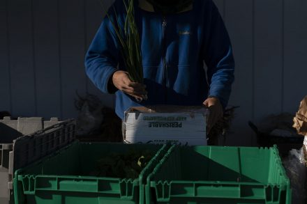 An employee of Brady Farm fills a CSA box with fresh produce. In 2020 Brady Farm delivered 60 boxes per week throughout the area filled with everything from winter squash to fresh garlic and tomatoes.