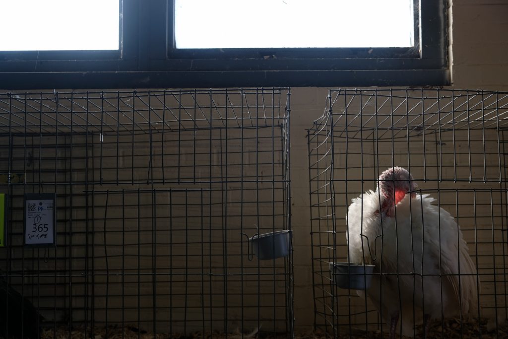 Encapsulated within its cage, a Turkey begins to clean its feathers in the Poultry section of the New York State Fair September 1, 2023.