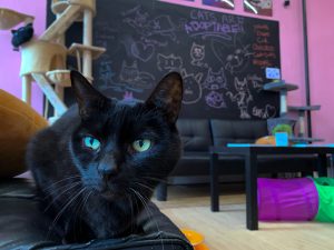 Inside the cat lounge there are a variety of toys, tunnels and towers to entertain the cats.