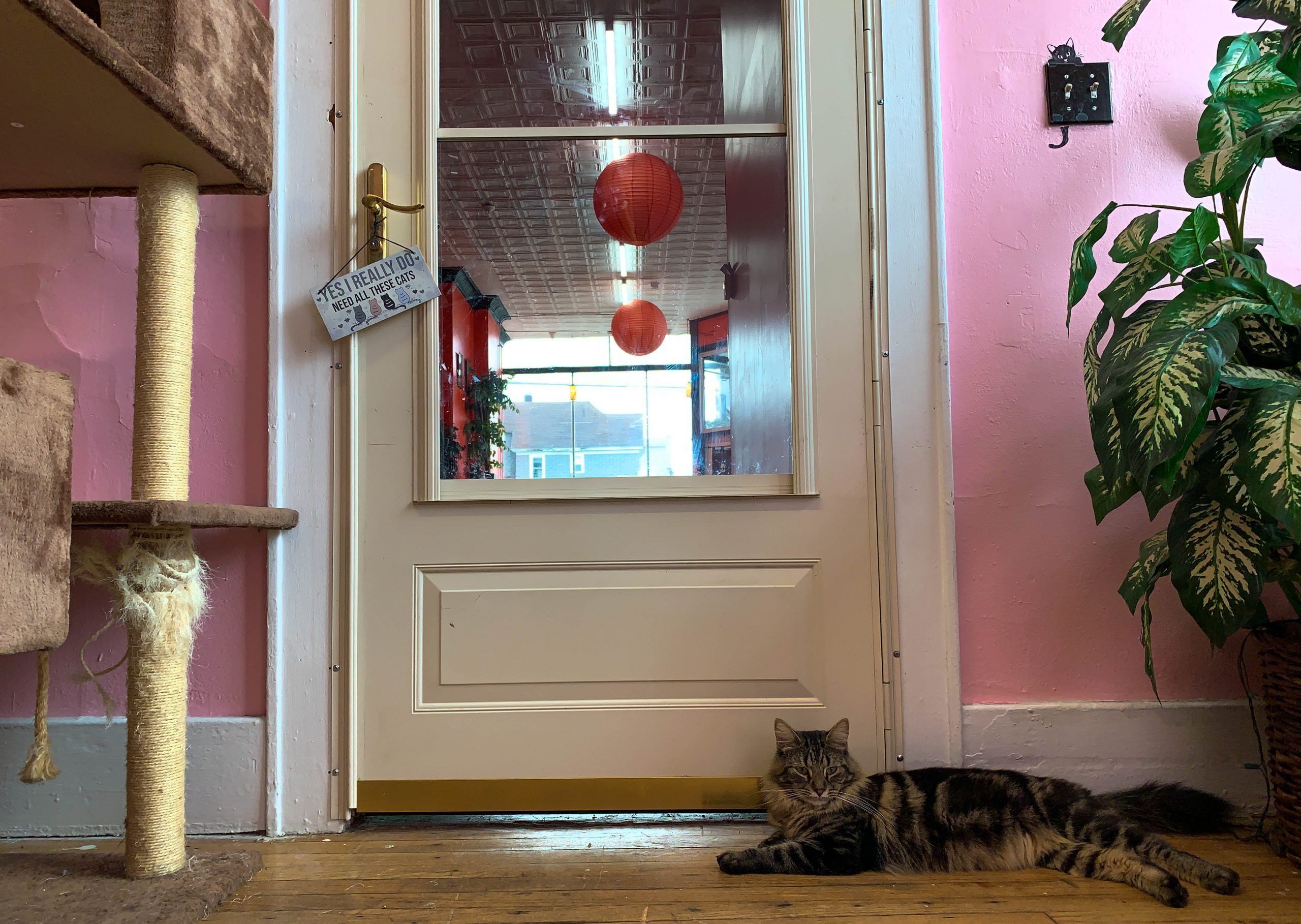 Visitors can enter the cat lounge directly from the dining room.