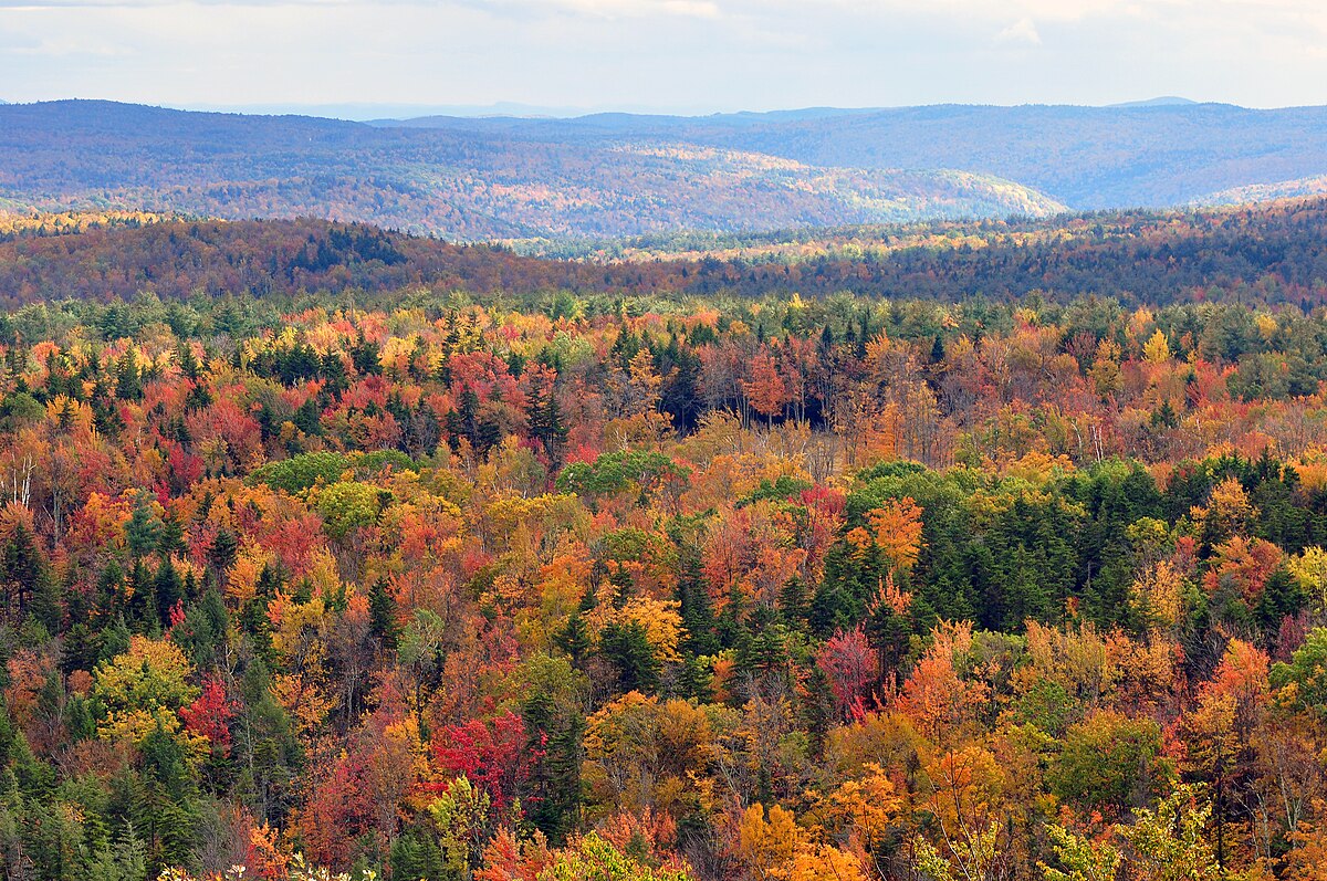 An aerial view of a forest in the fall in Vermont