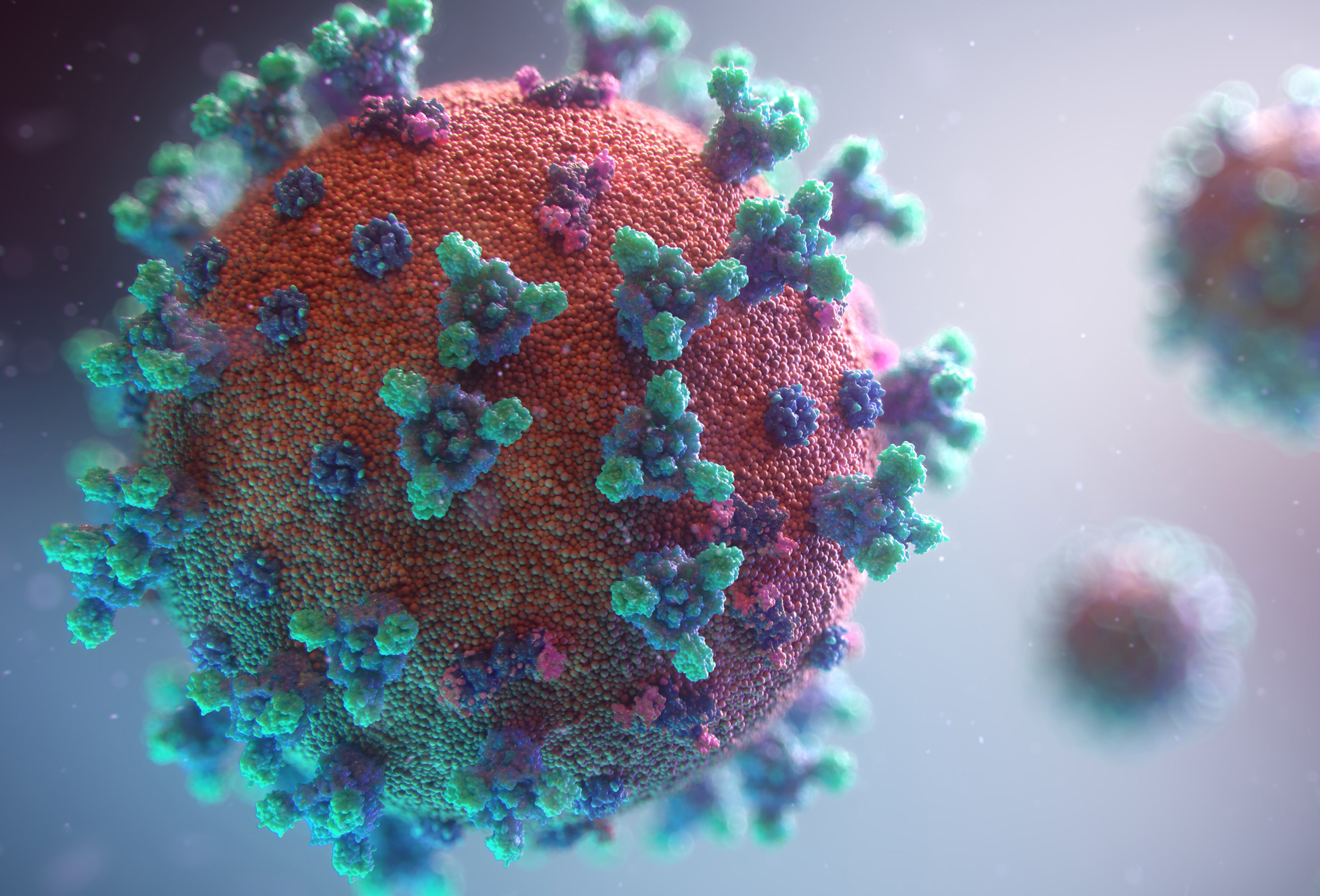 New visualization of the Covid-19 virus