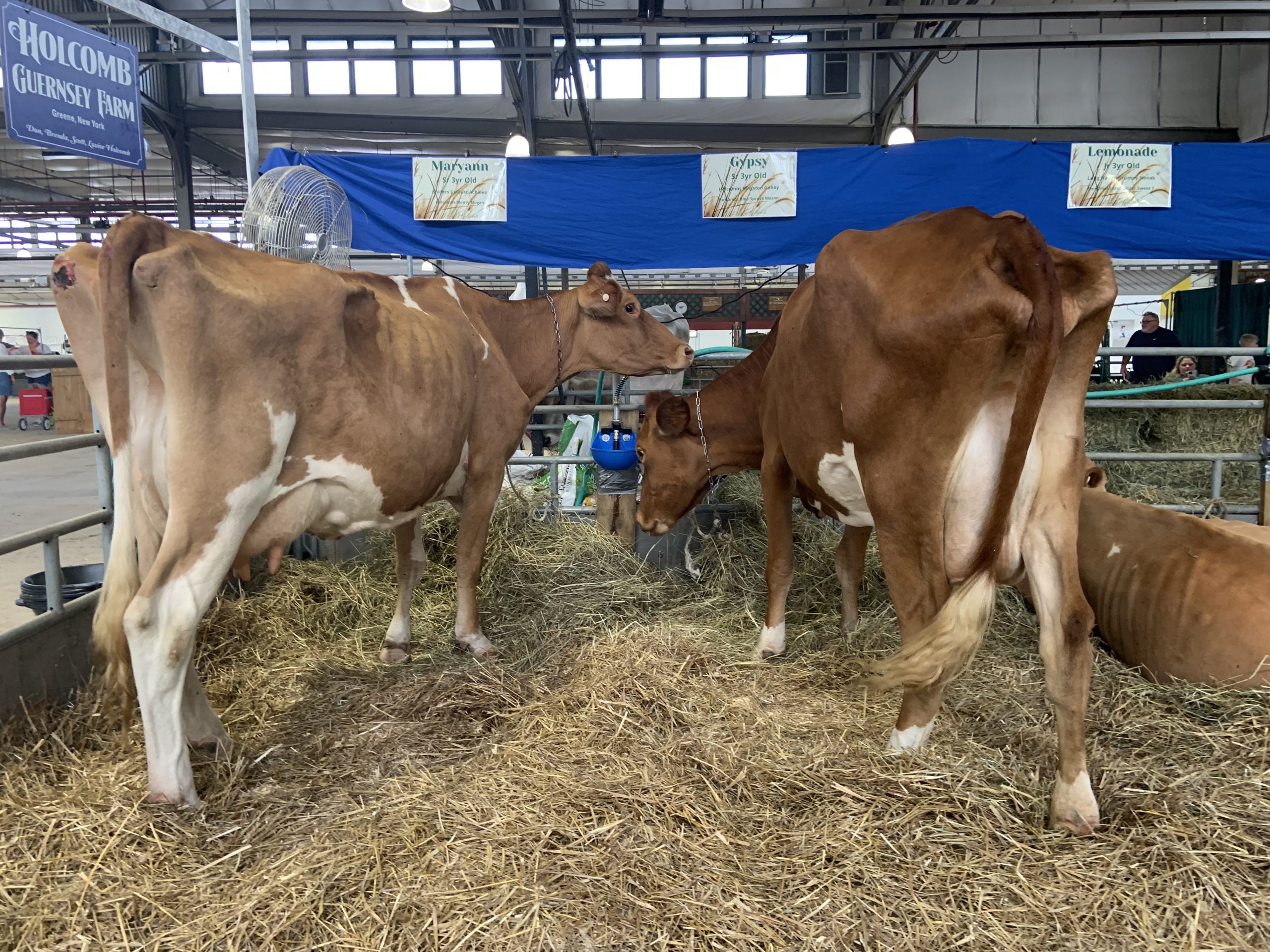 Cattle from the Holcomb Guernsey Farm enjoy a snack at the New York State Fairgrounds.