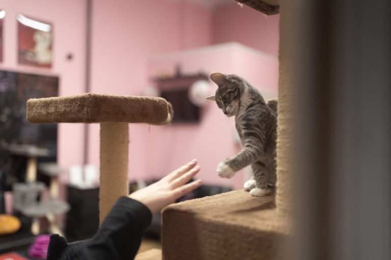 A playful gray tiger cat paws at a visitor at Luna Cafe in Syracuse, New York.