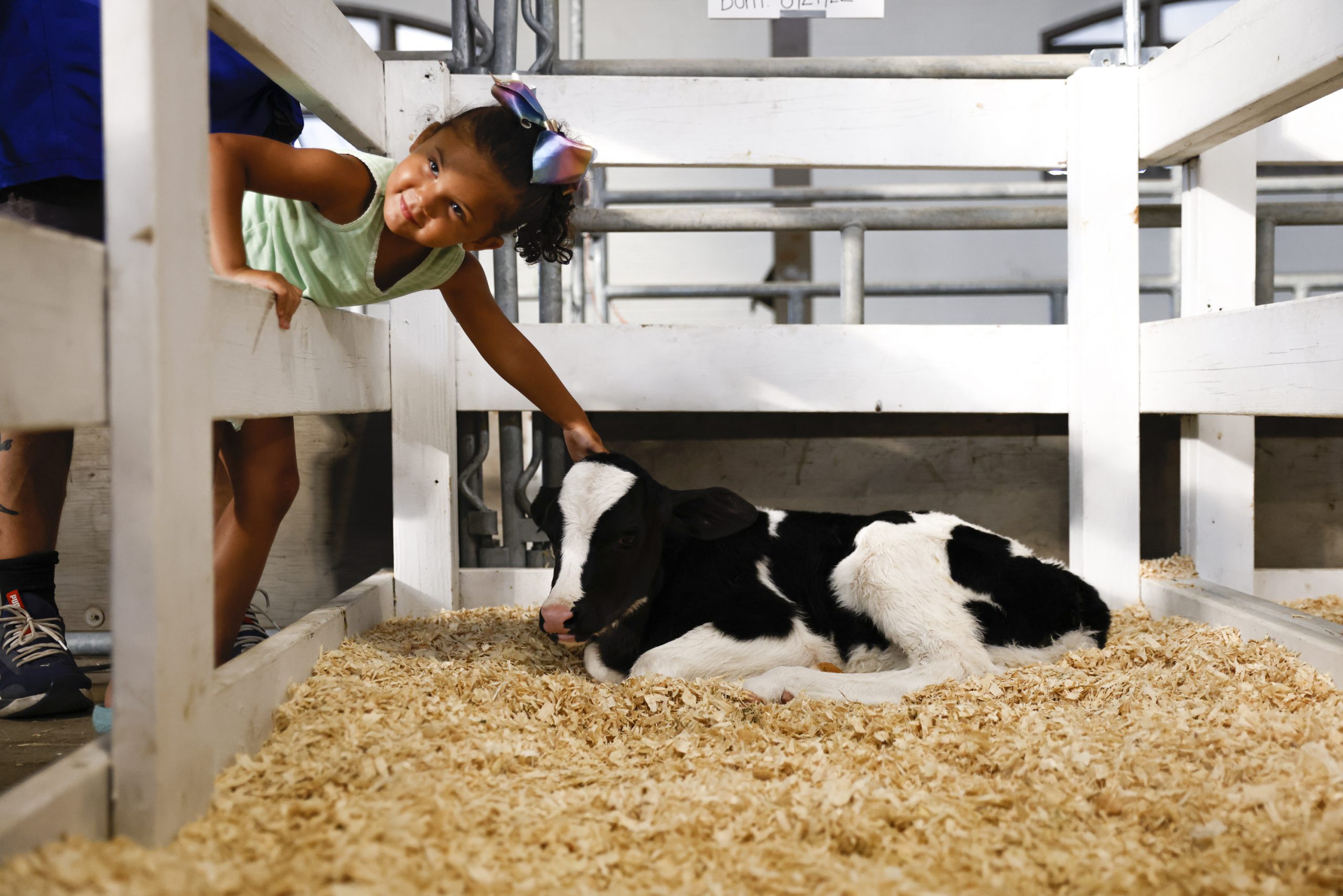 Three-year-old Nova Johnston, visiting with her parents from Canandaigua, looks up at her dad while petting a newborn calf inside the dairy cattle building on Saturday, August 28, 2022, at the New York State Fair in Syracuse, New York.