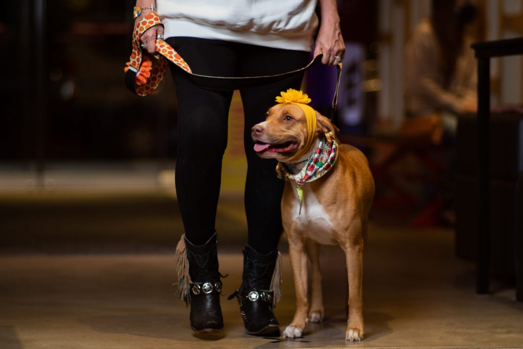 Dog models at Syracuse Fashion Week show