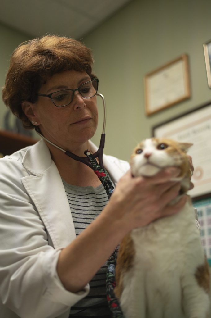 Marcia Ziegler-Alexander, D.V.M, does a routine body examine on a cat at Stack Hospital For Pets in Feyetteville, NY on Monday, September 19, 2022.
