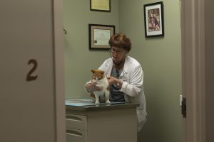 Lucky cat gets examined by Marcia Ziegler-Alexander, D.V.M at Stack Hospital For Pets during the Syracuse Veteniary shortage on Monday, September 19, 2022.