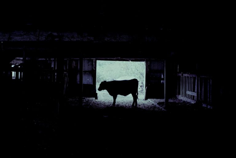 A cow in the barn at Hillside Farm in Truxton, New York in fall 2023.