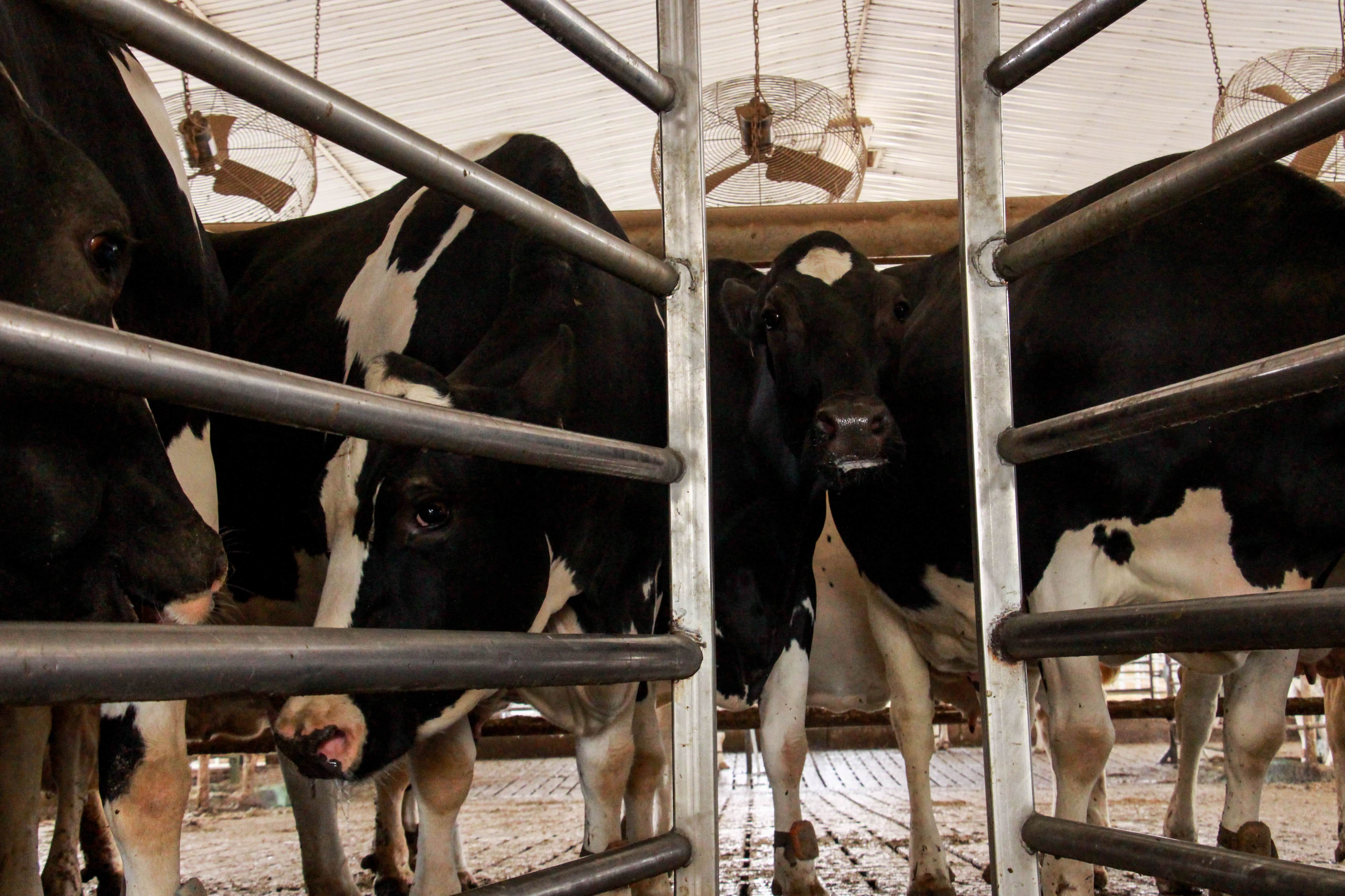 Cows at Loewith Farms in Lynden, Ontario, patiently wait before the farmers herd them to the robotic milking pumps for their afternoon milking session.