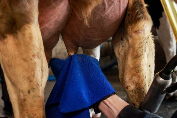 Farmer Ben Loewith sanitizes each cow’s teat after it finishes a milking session at his family's dairy farm in Lynden, Ontario.