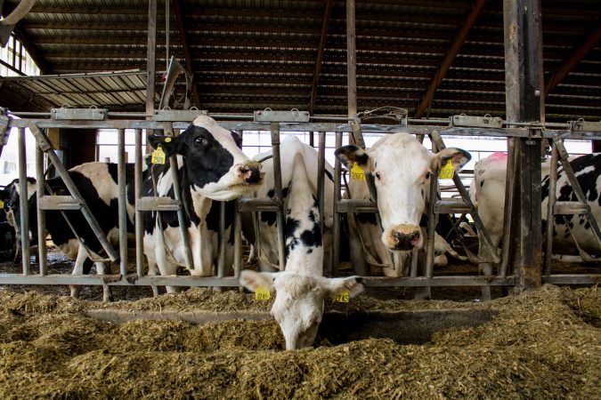 Cows at Blumer Farm in Alexander, New York, have lunch.