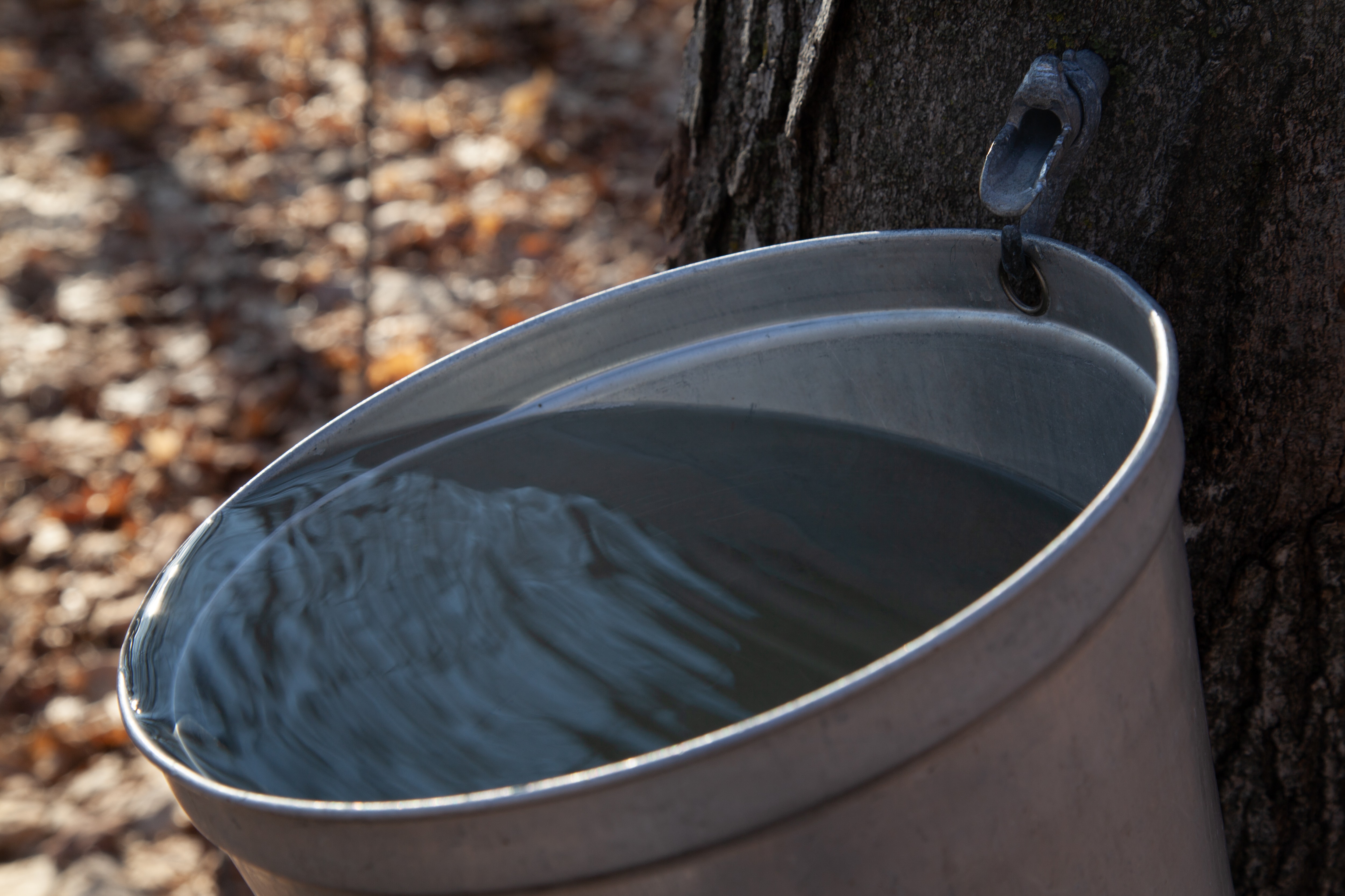 Borderlines: Bucket collecting maple tree sap