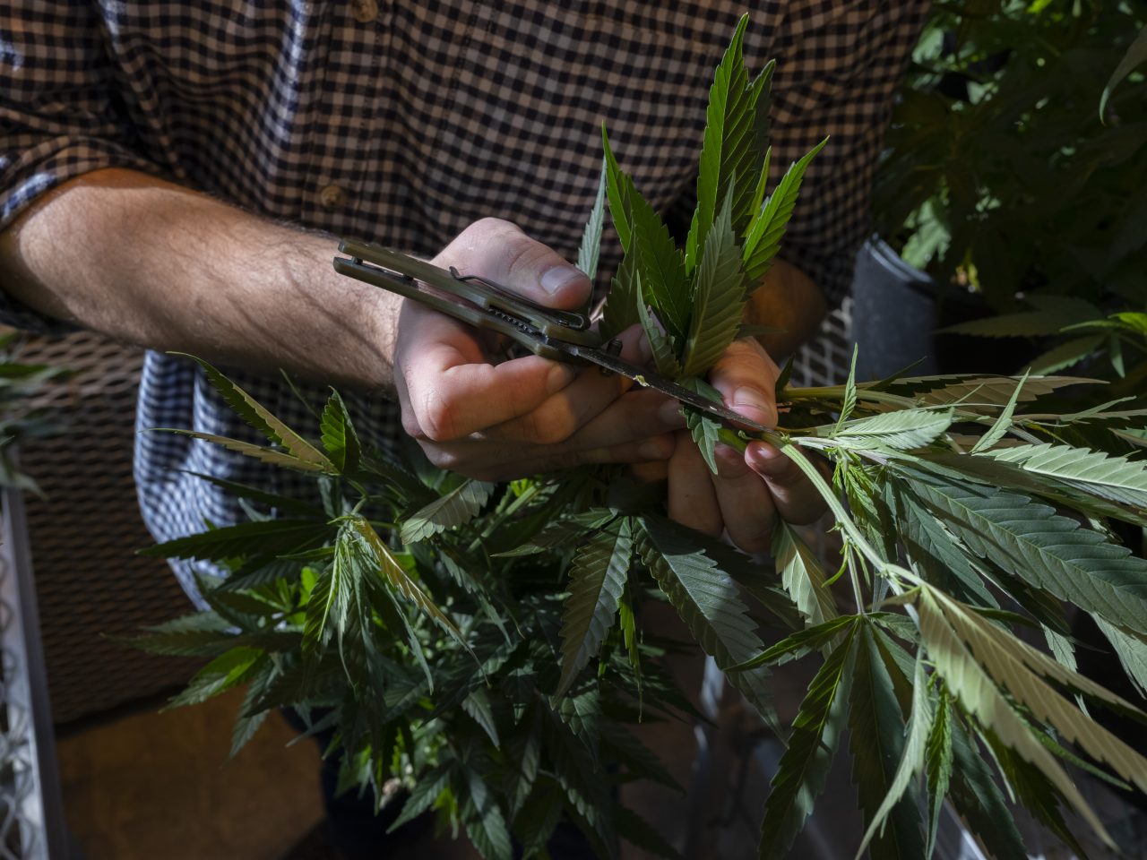 George Stack holds a hemp plant in the Surge Laboratory.