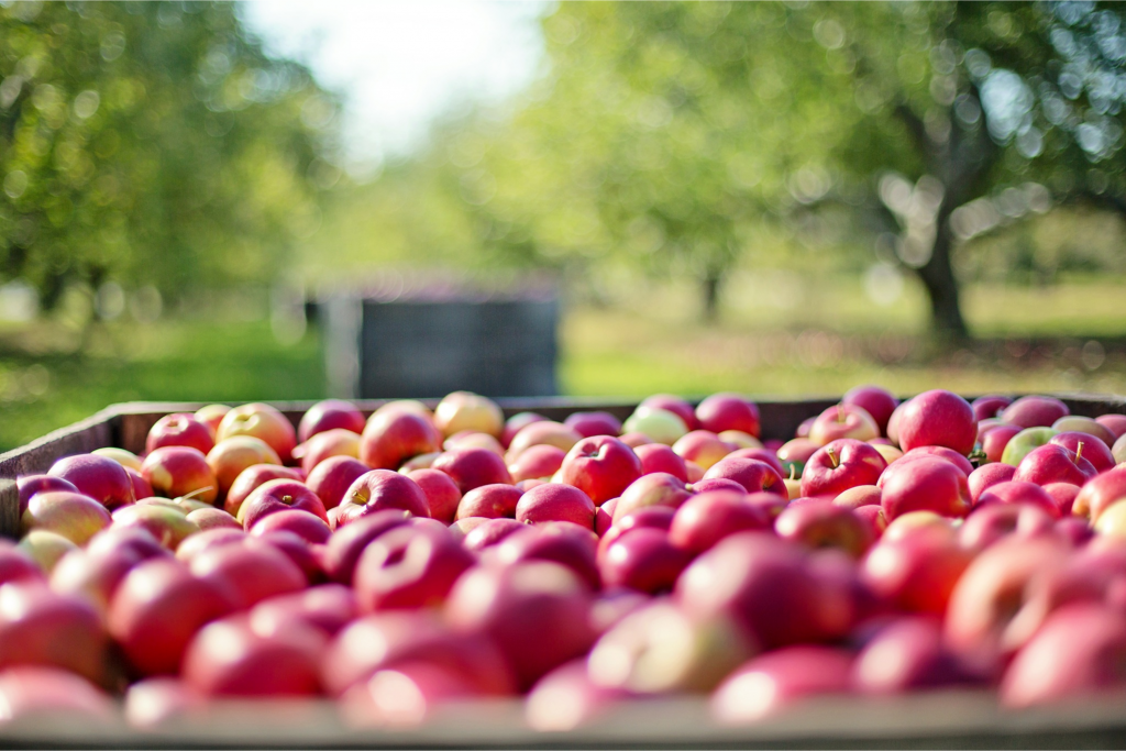 'Tis the season for apple picking in Central NY