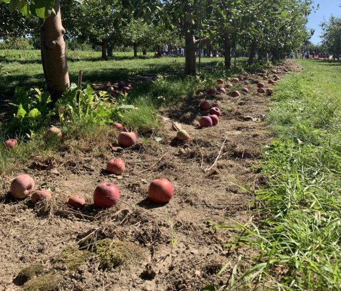 'Tis the season for apple picking in Central NY